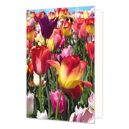 Tulpenveld - Formaat: Standaard - Vorm: Staand - Blanco kaart - Op deze wenskaart staat een tulpenveld met tulpen in de kleuren roze, rood, geel en paars. - Snelwenskaart