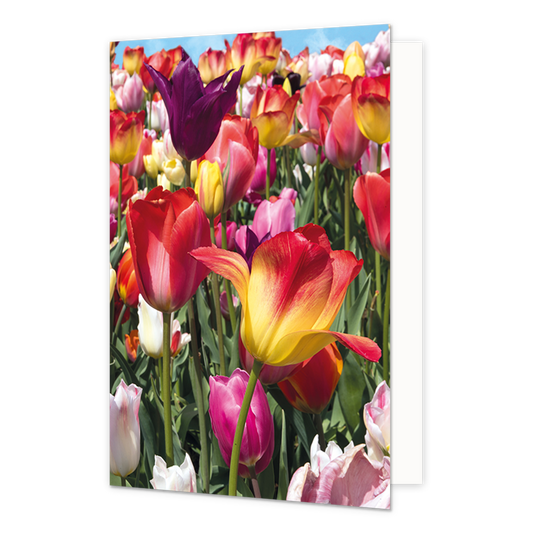 Tulpenveld - Formaat: Normaal - Vorm: Staand - Blanco kaart - Op deze wenskaart staat een tulpenveld met tulpen in de kleuren roze, rood, geel en paars. - Snelwenskaart