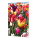 Tulpenveld - Formaat: Standaard - Vorm: Staand - Blanco kaart - Op deze wenskaart staat een tulpenveld met tulpen in de kleuren roze, rood, geel en paars. - Snelwenskaart
