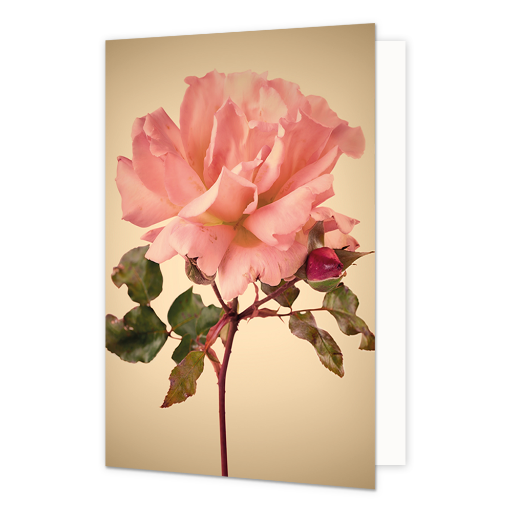 Roze bloem - Formaat: Standaard - Vorm: Staand - Blanco kaart - Op deze wenskaart staat een grote roze bloem. - Snelwenskaart
