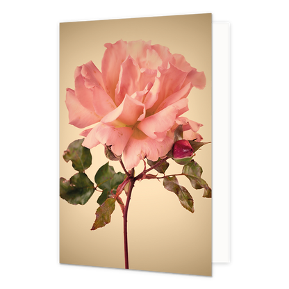 Roze bloem - Formaat: Standaard - Vorm: Staand - Blanco kaart - Op deze wenskaart staat een grote roze bloem. - Snelwenskaart