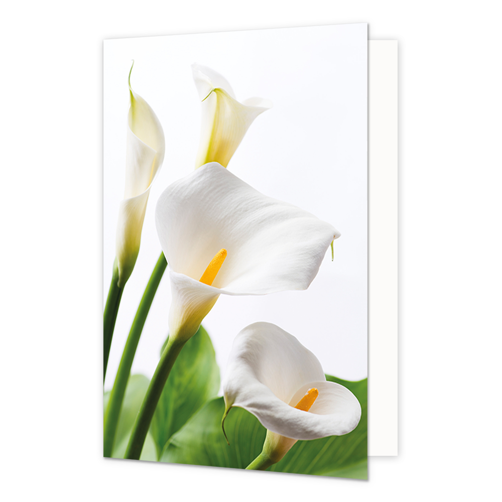 Witte bloemen - Formaat: Normaal - Vorm: Staand - Blanco kaart - Op deze wenskaart staan witte bloemen. - Snelwenskaart
