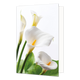 Witte bloemen - Formaat: Normaal - Vorm: Staand - Blanco kaart - Op deze wenskaart staan witte bloemen. - Snelwenskaart