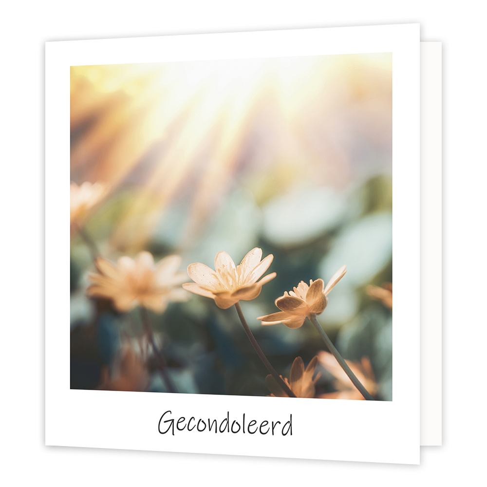 Gecondoleerd - Formaat: Normaal - Vorm: Vierkant - Condoleance kaart - Op deze wenskaart staat een bloemenveld waar de zon op schijnt. Onder de illustratie staat de tekst: "Gecondoleerd". - Snelwenskaart