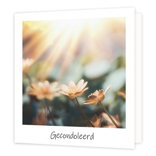 Gecondoleerd - Formaat: Normaal - Vorm: Vierkant - Condoleance kaart - Op deze wenskaart staat een bloemenveld waar de zon op schijnt. Onder de illustratie staat de tekst: "Gecondoleerd". - Snelwenskaart