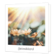 Gecondoleerd - Formaat: Standaard - Vorm: Vierkant - Condoleance kaart - Op deze wenskaart staat een bloemenveld waar de zon op schijnt. Onder de illustratie staat de tekst: "Gecondoleerd". - Snelwenskaart