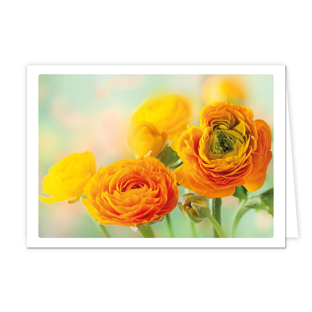 Bloemen - Formaat: Klein - Vorm: Liggend - Blanco kaart - Op deze wenskaart staat een afbeelding van een bosje ranonkels in warme tinten oranje en geel. De bloemen vullen het grootste deel van het beeld, waarbij de middelste bloem scherp in beeld is en de achterste bloemen vervagen in een zachte, dromerige achtergrond van lichtgroene en pastelkleurige tinten. De weergave heeft een witte rand rondom, wat zorgt voor een rustige en natuurlijke uitstraling. - Snelwenskaart