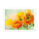 Bloemen - Formaat: Klein - Vorm: Liggend - Blanco kaart - Op deze wenskaart staat een afbeelding van een bosje ranonkels in warme tinten oranje en geel. De bloemen vullen het grootste deel van het beeld, waarbij de middelste bloem scherp in beeld is en de achterste bloemen vervagen in een zachte, dromerige achtergrond van lichtgroene en pastelkleurige tinten. De weergave heeft een witte rand rondom, wat zorgt voor een rustige en natuurlijke uitstraling. - Snelwenskaart