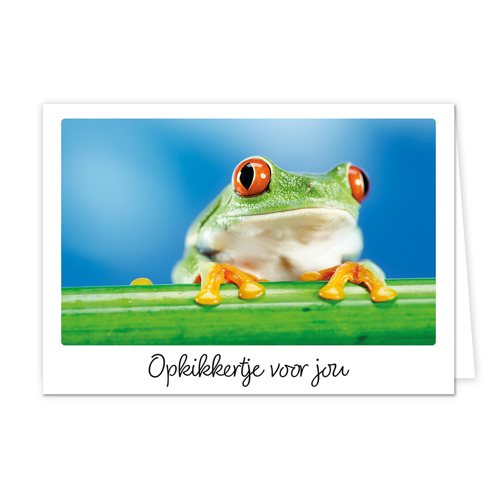 Opkikkertje voor jou - Formaat: Klein - Vorm: Liggend - Opkikker kaart - Op deze wenskaart staat een kikker met daaronder de tekst: "Opkikkertje voor jou". - Snelwenskaart