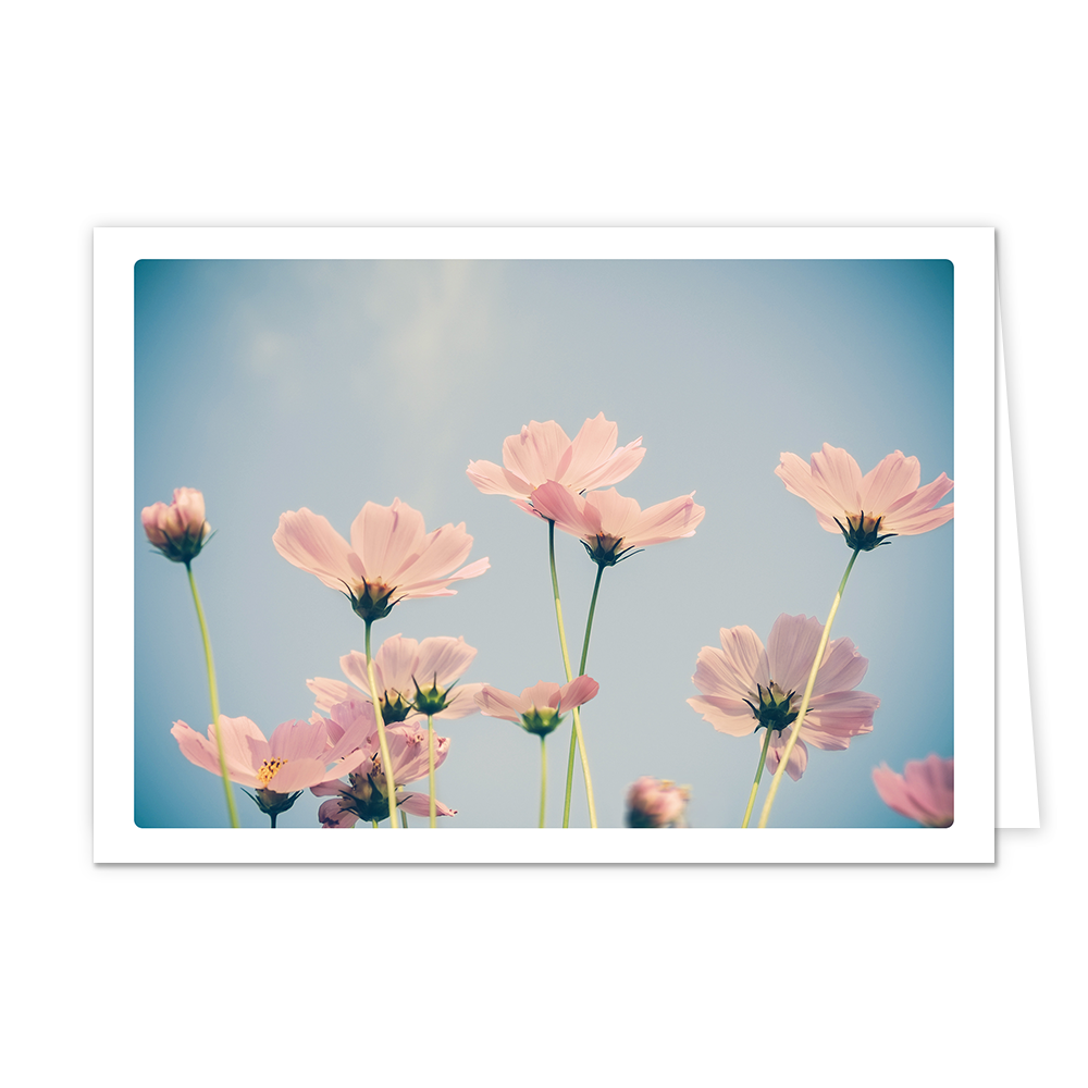 Bloemen - Formaat: Klein - Vorm: Liggend - Blanco kaart - Op deze wenskaart staat een afbeelding van lichtroze bloemen die van onderaf zijn vastgelegd tegen een heldere, lichtblauwe lucht. De bloemen hebben dunne, groene stelen en zachte bloemblaadjes die door het zonlicht bijna transparant lijken. De compositie straalt een serene, dromerige sfeer uit door het gebruik van zachte pastelkleuren en een lichte vintage filter. - Snelwenskaart