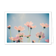 Bloemen - Formaat: Klein - Vorm: Liggend - Blanco kaart - Op deze wenskaart staat een afbeelding van lichtroze bloemen die van onderaf zijn vastgelegd tegen een heldere, lichtblauwe lucht. De bloemen hebben dunne, groene stelen en zachte bloemblaadjes die door het zonlicht bijna transparant lijken. De compositie straalt een serene, dromerige sfeer uit door het gebruik van zachte pastelkleuren en een lichte vintage filter. - Snelwenskaart