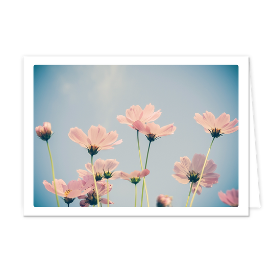 Op deze wenskaart staat een afbeelding van lichtroze bloemen die van onderaf zijn vastgelegd tegen een heldere, lichtblauwe lucht. De bloemen hebben dunne, groene stelen en zachte bloemblaadjes die door het zonlicht bijna transparant lijken. De compositie straalt een serene, dromerige sfeer uit door het gebruik van zachte pastelkleuren en een lichte vintage filter.