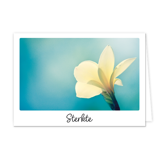 Sterkte - Formaat: Klein - Vorm: Liggend - Sterkte kaart - Op deze wenskaart staat een witte bloem op een blauwe achtergrond met daaronder de tekst: "Sterkte". - Snelwenskaart