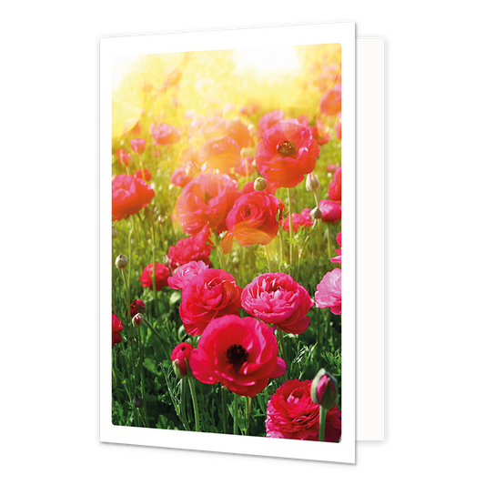 Op deze wenskaart staat een sfeervolle afbeelding van een veld vol felroze en rode bloemen (mogelijk anemonen of ranonkels) die baden in een goudkleurig zonlicht. De bloemen op de voorgrond zijn scherp afgebeeld, terwijl de bloemen in de verte zacht vervagen in een warme, lichte gloed van de zon. De weergave is omlijst door een witte rand, wat de kaart een rustige en elegante uitstraling geeft.