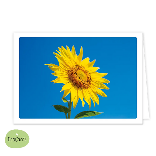 Zonnebloem - Afmeting: {"value":13.4,"unit":"CENTIMETERS"} x {"value":9.7,"unit":"CENTIMETERS"} - Formaat: Klein - Vorm: Liggend - Blanco kaart - Op deze wenskaart staat een grote gele zonnenbloem op een blauwe achtergrond. - Snelwenskaart