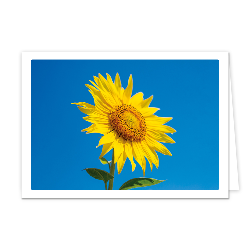 Zonnebloem - Formaat: Klein - Vorm: Liggend - Blanco kaart - Op deze wenskaart staat een grote gele zonnenbloem op een blauwe achtergrond. - Snelwenskaart