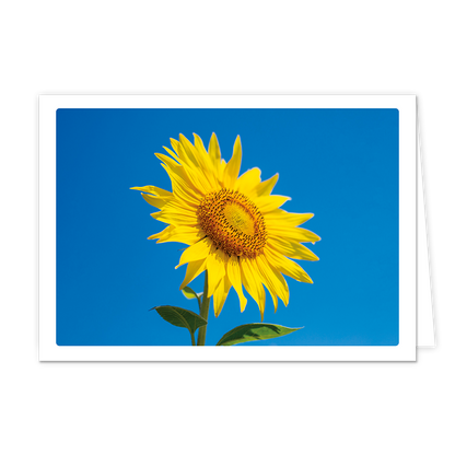 Zonnebloem - Formaat: Klein - Vorm: Liggend - Blanco kaart - Op deze wenskaart staat een grote gele zonnenbloem op een blauwe achtergrond. - Snelwenskaart