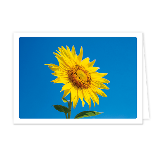 Zonnebloem - Formaat: Klein - Vorm: Liggend - Blanco kaart - Op deze wenskaart staat een grote gele zonnenbloem op een blauwe achtergrond. - Snelwenskaart