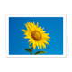 Zonnebloem - Formaat: Klein - Vorm: Liggend - Blanco kaart - Op deze wenskaart staat een grote gele zonnenbloem op een blauwe achtergrond. - Snelwenskaart