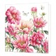 Bloemen - Formaat: Standaard - Vorm: Vierkant - Blanco kaart - Op deze wenskaart staat een gedetailleerde botanische illustratie van diverse roze en lichtgekleurde pioenrozen tegen een witte achtergrond. Tussen de bloemen en groene bladeren zijn twee witte vlinders met zwarte accenten te zien die door de lucht vliegen. De illustratie toont zowel volledig geopende bloemen als dichte bloemknoppen op lange stelen. - Snelwenskaart