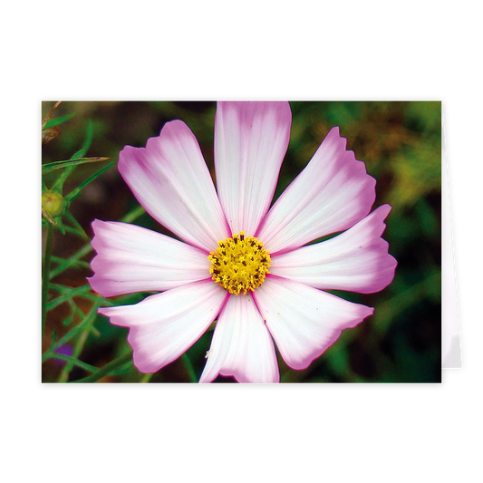 Bloem - Formaat: Klein - Vorm: Liggend - Blanco kaart - Op deze wenskaart staat een paars met witte bloem. - Snelwenskaart