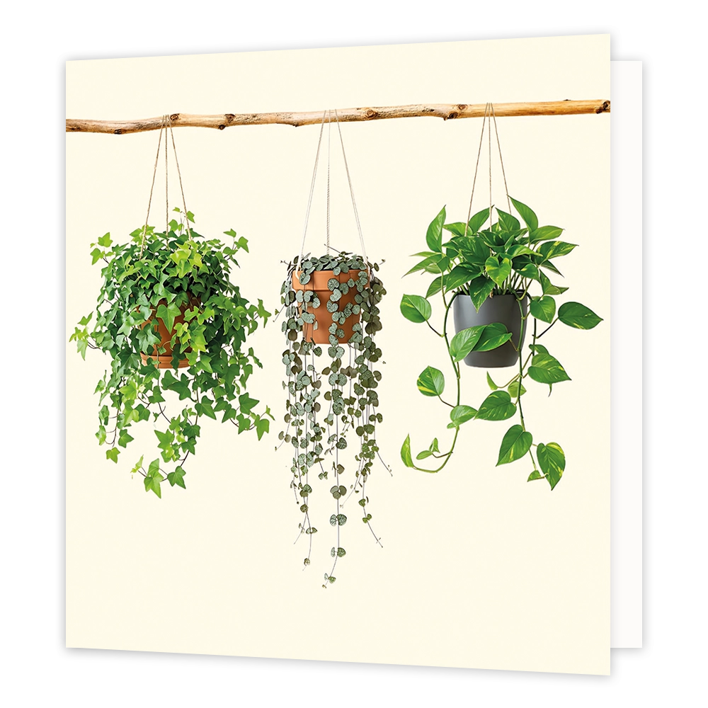 Kamerplanten - Formaat: Standaard - Vorm: Vierkant - Blanco kaart - Op deze wenskaart staat een illustratie van drie hangplanten in potten die aan een horizontale houten tak hangen tegen een lichte achtergrond. De linker en middelste plant zitten in terracotta potten, terwijl de rechter plant in een donkere pot geplaatst is. Alle drie de planten hebben lange, neerhangende groene stengels en bladeren. Er is geen tekst op de illustratie zichtbaar. - Snelwenskaart