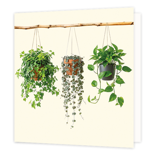 Kamerplanten - Formaat: Standaard - Vorm: Vierkant - Blanco kaart - Op deze wenskaart staat een illustratie van drie hangplanten in potten die aan een horizontale houten tak hangen tegen een lichte achtergrond. De linker en middelste plant zitten in terracotta potten, terwijl de rechter plant in een donkere pot geplaatst is. Alle drie de planten hebben lange, neerhangende groene stengels en bladeren. Er is geen tekst op de illustratie zichtbaar. - Snelwenskaart