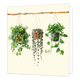 Kamerplanten - Formaat: Standaard - Vorm: Vierkant - Blanco kaart - Op deze wenskaart staat een illustratie van drie hangplanten in potten die aan een horizontale houten tak hangen tegen een lichte achtergrond. De linker en middelste plant zitten in terracotta potten, terwijl de rechter plant in een donkere pot geplaatst is. Alle drie de planten hebben lange, neerhangende groene stengels en bladeren. Er is geen tekst op de illustratie zichtbaar. - Snelwenskaart