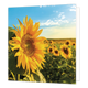 Zonnenbloemenveld - Formaat: Standaard - Vorm: Vierkant - Blanco kaart - Op deze wenskaart staat een illustratie van een grote, heldergele zonnebloem op de voorgrond, met groene bladeren aan de stengel. Op de achtergrond is een uitgestrekt veld vol met zonnebloemen te zien onder een helderblauwe lucht met witte wolken. Er is geen tekst op de illustratie zichtbaar. - Snelwenskaart