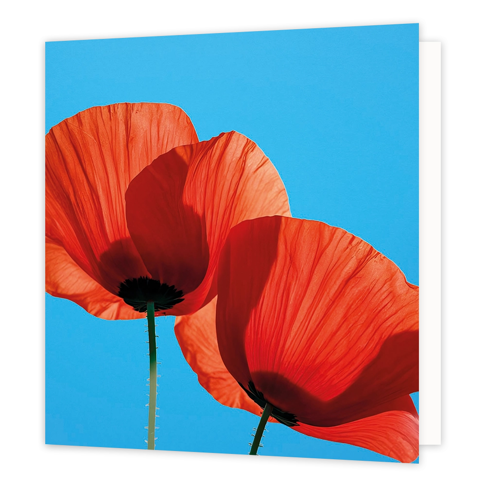 Klaprozen - Formaat: Standaard - Vorm: Vierkant - Blanco kaart - Op deze wenskaart staat een illustratie van twee rode klaprozen die van onderen zijn gefotografeerd tegen een heldere, blauwe lucht. De tere bloemblaadjes vangen het zonlicht, waardoor de fijne structuren goed zichtbaar zijn, en de harige stelen steken naar beneden uit. Er is geen tekst op de illustratie zichtbaar. - Snelwenskaart