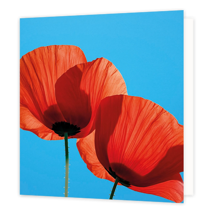 Klaprozen - Formaat: Standaard - Vorm: Vierkant - Blanco kaart - Op deze wenskaart staat een illustratie van twee rode klaprozen die van onderen zijn gefotografeerd tegen een heldere, blauwe lucht. De tere bloemblaadjes vangen het zonlicht, waardoor de fijne structuren goed zichtbaar zijn, en de harige stelen steken naar beneden uit. Er is geen tekst op de illustratie zichtbaar. - Snelwenskaart