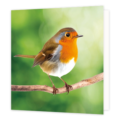 Roodborstje - Formaat: Standaard - Vorm: Vierkant - Blanco kaart - Op deze wenskaart staat een illustratie van een roodborstje dat op een dunne houten tak zit. Het vogeltje heeft een kenmerkende oranjerode borst en gezicht, bruine vleugels en een wit buikje, tegen een zachtende, groene achtergrond. Er is geen tekst op de illustratie zichtbaar. - Snelwenskaart