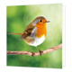 Roodborstje - Formaat: Standaard - Vorm: Vierkant - Blanco kaart - Op deze wenskaart staat een illustratie van een roodborstje dat op een dunne houten tak zit. Het vogeltje heeft een kenmerkende oranjerode borst en gezicht, bruine vleugels en een wit buikje, tegen een zachtende, groene achtergrond. Er is geen tekst op de illustratie zichtbaar. - Snelwenskaart