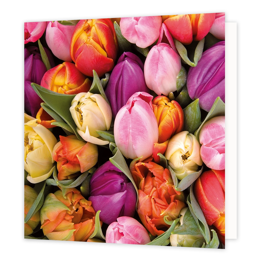 Tulpen - Formaat: Standaard - Vorm: Vierkant - Blanco kaart - Op deze wenskaart staat een illustratie van een dichtbevolkt veld met tulpen in allerlei kleuren, zoals roze, geel, paars, rood en oranje, afgewisseld met groene bladeren. Er is geen tekst op de illustratie zichtbaar. - Snelwenskaart