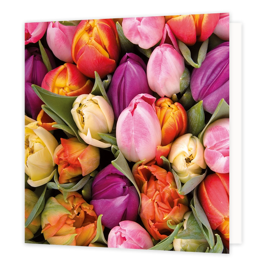 Tulpen - Formaat: Standaard - Vorm: Vierkant - Blanco kaart - Op deze wenskaart staat een illustratie van een dichtbevolkt veld met tulpen in allerlei kleuren, zoals roze, geel, paars, rood en oranje, afgewisseld met groene bladeren. Er is geen tekst op de illustratie zichtbaar. - Snelwenskaart