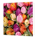 Tulpen - Formaat: Standaard - Vorm: Vierkant - Blanco kaart - Op deze wenskaart staat een illustratie van een dichtbevolkt veld met tulpen in allerlei kleuren, zoals roze, geel, paars, rood en oranje, afgewisseld met groene bladeren. Er is geen tekst op de illustratie zichtbaar. - Snelwenskaart