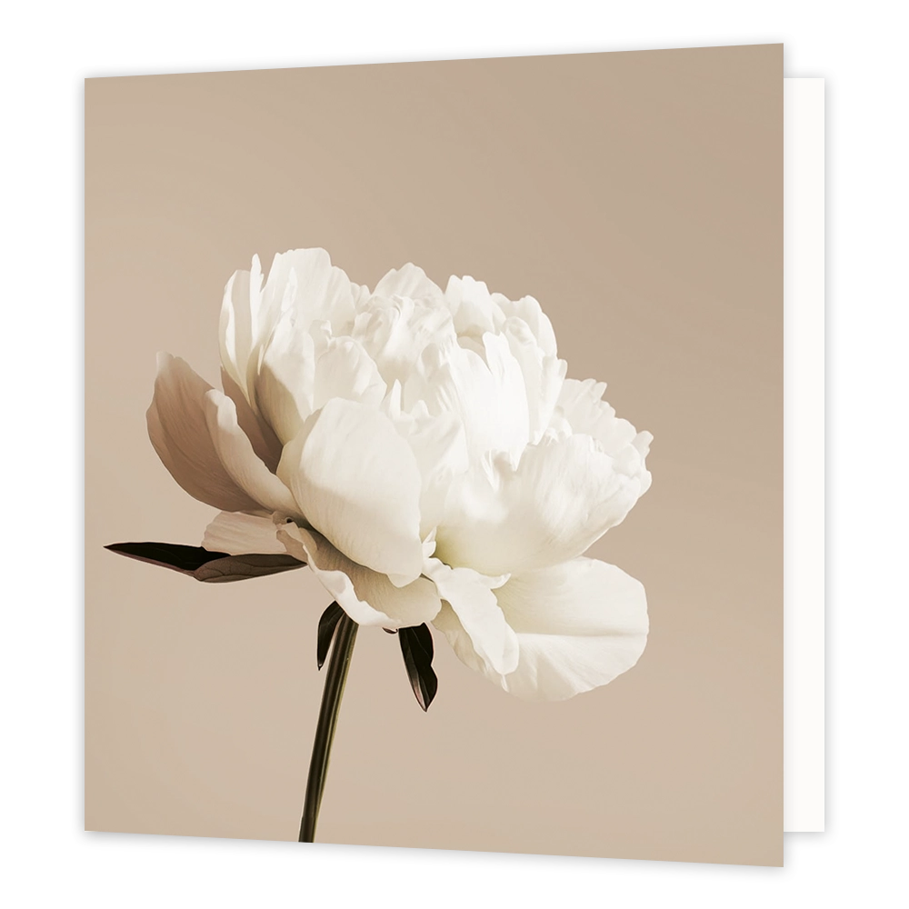 Witte pioenroos - Formaat: Standaard - Vorm: Vierkant - Sterkte kaart - Op deze wenskaart staat een illustratie van een grote, witte pioenroos in volle bloei op een slanke groene steel. De bloem heeft volle, gelaagde bloemblaadjes en staat centraal afgebeeld tegen een egale, beige achtergrond. Er is geen tekst op de illustratie zichtbaar. - Snelwenskaart