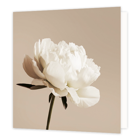 Witte pioenroos - Formaat: Standaard - Vorm: Vierkant - Sterkte kaart - Op deze wenskaart staat een illustratie van een grote, witte pioenroos in volle bloei op een slanke groene steel. De bloem heeft volle, gelaagde bloemblaadjes en staat centraal afgebeeld tegen een egale, beige achtergrond. Er is geen tekst op de illustratie zichtbaar. - Snelwenskaart
