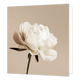 Witte pioenroos - Formaat: Standaard - Vorm: Vierkant - Sterkte kaart - Op deze wenskaart staat een illustratie van een grote, witte pioenroos in volle bloei op een slanke groene steel. De bloem heeft volle, gelaagde bloemblaadjes en staat centraal afgebeeld tegen een egale, beige achtergrond. Er is geen tekst op de illustratie zichtbaar. - Snelwenskaart
