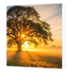 Zonsopkomst - Formaat: Standaard - Vorm: Vierkant - Blanco kaart - Op deze wenskaart staat een illustratie van een grote, oude boom in een mistig landschap tijdens een zonsopgang of zonsondergang. De stralen van de zon breken prachtig door de takken en het bladerdak van de boom heen, en werpen lange schaduwen over het veld. Er is geen tekst op de illustratie zichtbaar. - Snelwenskaart