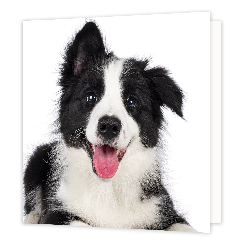 Border Collie - Formaat: Standaard - Vorm: Vierkant - Blanco kaart - Op deze wenskaart staat een illustratie van een vrolijke, zwart-witte Border Collie puppy met een open bek en zijn roze tong uit de mond. De hond kijkt nieuwsgierig recht in de camera en heeft één oor omhoog en één oor omlaag, afgebeeld tegen een egale witte achtergrond. Er is geen tekst op de illustratie zichtbaar. - Snelwenskaart