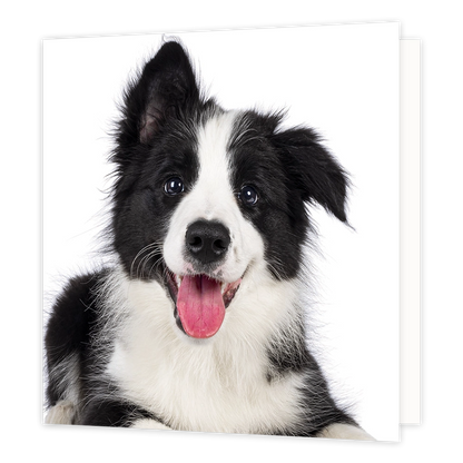 Border Collie - Formaat: Standaard - Vorm: Vierkant - Blanco kaart - Op deze wenskaart staat een illustratie van een vrolijke, zwart-witte Border Collie puppy met een open bek en zijn roze tong uit de mond. De hond kijkt nieuwsgierig recht in de camera en heeft één oor omhoog en één oor omlaag, afgebeeld tegen een egale witte achtergrond. Er is geen tekst op de illustratie zichtbaar. - Snelwenskaart
