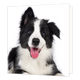 Border Collie - Formaat: Standaard - Vorm: Vierkant - Blanco kaart - Op deze wenskaart staat een illustratie van een vrolijke, zwart-witte Border Collie puppy met een open bek en zijn roze tong uit de mond. De hond kijkt nieuwsgierig recht in de camera en heeft één oor omhoog en één oor omlaag, afgebeeld tegen een egale witte achtergrond. Er is geen tekst op de illustratie zichtbaar. - Snelwenskaart