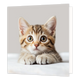 Kitten - Formaat: Standaard - Vorm: Vierkant - Blanco kaart - Op deze wenskaart staat een illustratie van een klein, bruingestreept cypers kitten dat met zijn pootjes netjes voor zich uit op een lichte ondergrond ligt. Het katje kijkt nieuwsgierig met grote, heldere ogen recht in de camera. De achtergrond is egaal lichtgrijs van kleur. Er is geen tekst op de illustratie zichtbaar. - Snelwenskaart