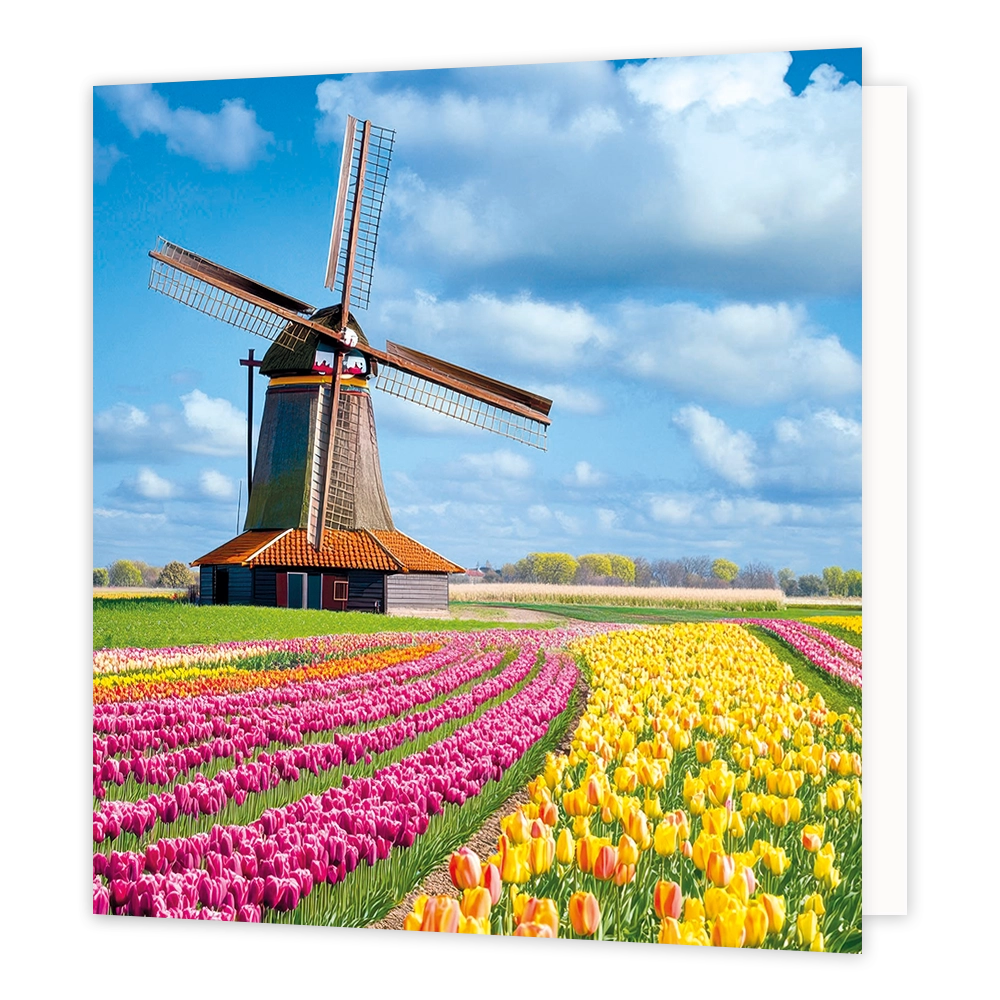 Tulpenveld met molen - Formaat: Standaard - Vorm: Vierkant - Blanco kaart - Op deze wenskaart staat een illustratie van een typisch Nederlands landschap met een traditionele windmolen op de achtergrond. Op de voorgrond bevinden zich uitgestrekte, kleurrijke tulpenvelden in rijen van gele, roze en rode tulpen. Het geheel is afgebeeld onder een helderblauwe lucht met witte wolken. Er is geen tekst op de illustratie zichtbaar. - Snelwenskaart