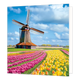 Tulpenveld met molen - Formaat: Standaard - Vorm: Vierkant - Blanco kaart - Op deze wenskaart staat een illustratie van een typisch Nederlands landschap met een traditionele windmolen op de achtergrond. Op de voorgrond bevinden zich uitgestrekte, kleurrijke tulpenvelden in rijen van gele, roze en rode tulpen. Het geheel is afgebeeld onder een helderblauwe lucht met witte wolken. Er is geen tekst op de illustratie zichtbaar. - Snelwenskaart