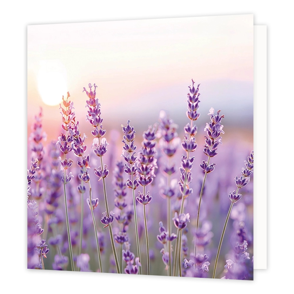 Lavendelveld - Formaat: Standaard - Vorm: Vierkant - Blanco kaart - Op deze wenskaart staat een illustratie van een bloeiend lavendelveld met paarse lavendelbloemen op slanke stengels. De achtergrond toont een zachte, lichte hemel met de zon die door de schemering schijnt. Er is geen tekst op de illustratie zichtbaar. - Snelwenskaart