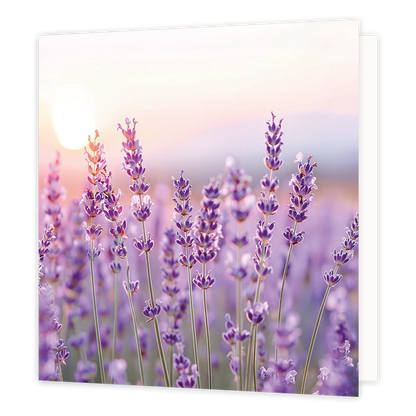 Lavendelveld - Formaat: Standaard - Vorm: Vierkant - Blanco kaart - Op deze wenskaart staat een illustratie van een bloeiend lavendelveld met paarse lavendelbloemen op slanke stengels. De achtergrond toont een zachte, lichte hemel met de zon die door de schemering schijnt. Er is geen tekst op de illustratie zichtbaar. - Snelwenskaart