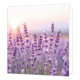 Lavendelveld - Formaat: Standaard - Vorm: Vierkant - Blanco kaart - Op deze wenskaart staat een illustratie van een bloeiend lavendelveld met paarse lavendelbloemen op slanke stengels. De achtergrond toont een zachte, lichte hemel met de zon die door de schemering schijnt. Er is geen tekst op de illustratie zichtbaar. - Snelwenskaart
