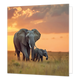 Olifanten - Formaat: Standaard - Vorm: Vierkant - Blanco kaart - Op deze wenskaart staat een illustratie van een grote olifant en een klein olifantenjong die door de savanne lopen. De achtergrond toont een sfeervolle zonsondergang met een oranje-gele lucht en bewolking. Er is geen tekst op de illustratie zichtbaar. - Snelwenskaart